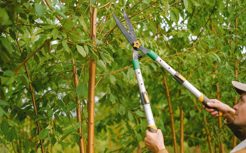 Tree trimming in Thompsonville, NY